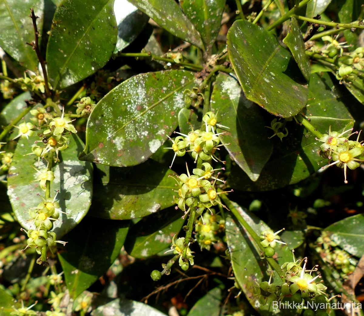 Semecarpus coriaceus Thwaites